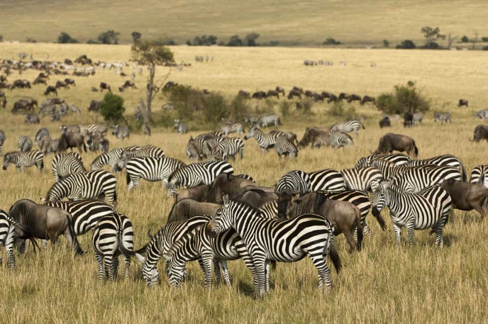Kenya, Masai Mara Zebras and wildebeests grazing